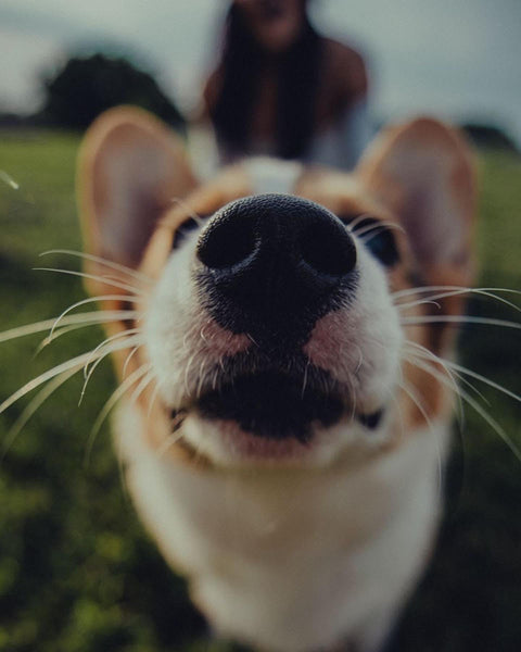 3D Printing with a dog